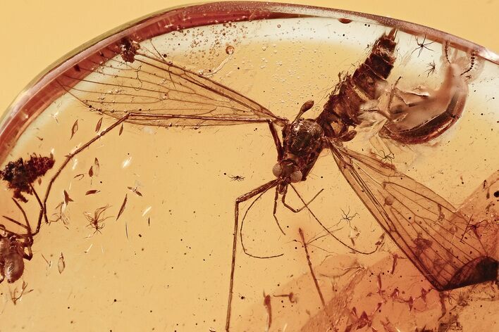 Primitive Crane Fly (Macrochile), Spider & Beetle In Baltic Amber #335543